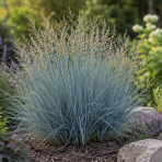 Bezkolenec modrý (Molinia caerulea) ‘Heidebraut’ kont. C1,5L